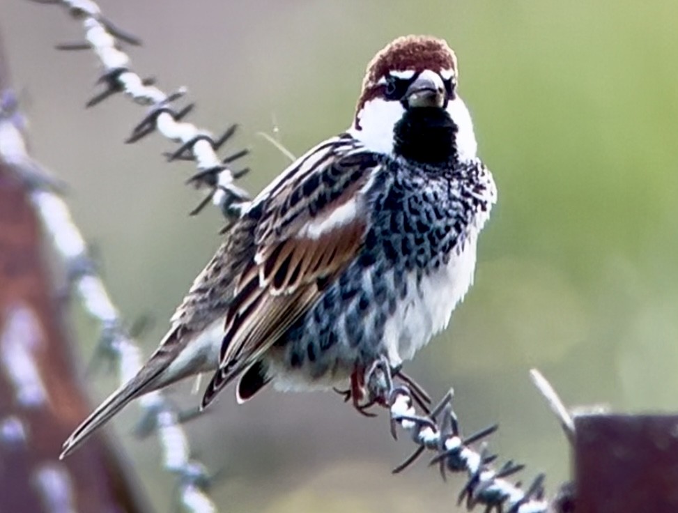Spanish Sparrow - Patrick Finch