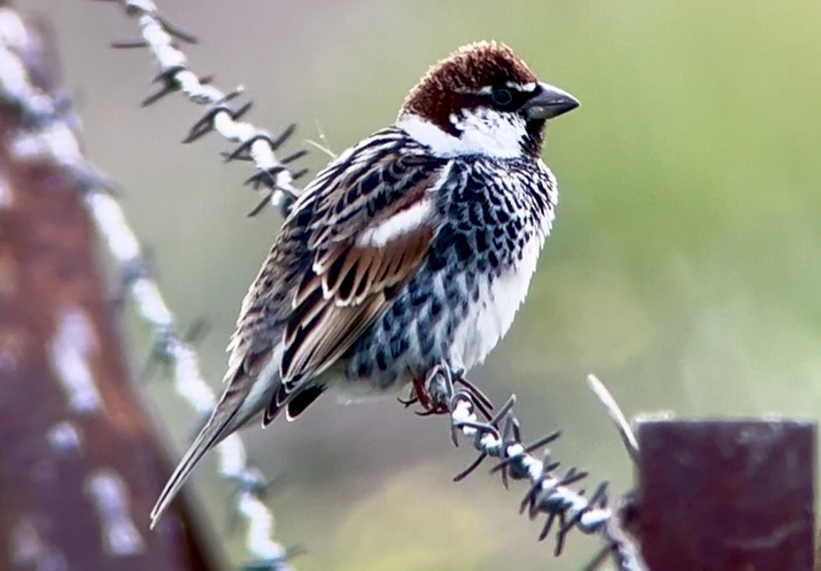 Spanish Sparrow - Patrick Finch