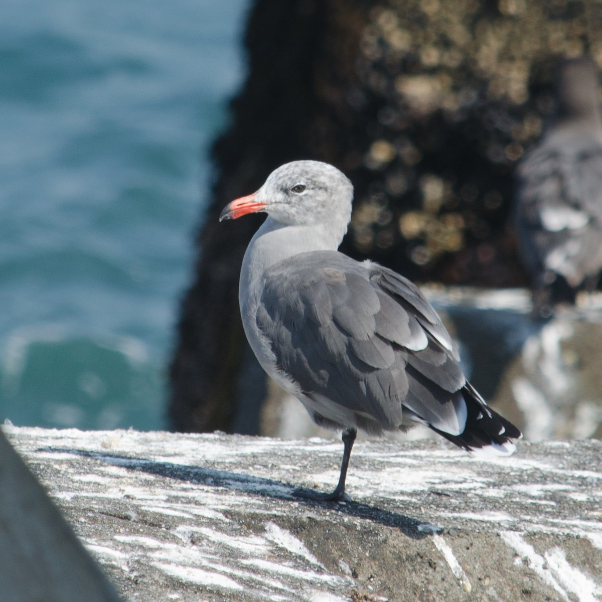 Heermann's Gull - ML615505132