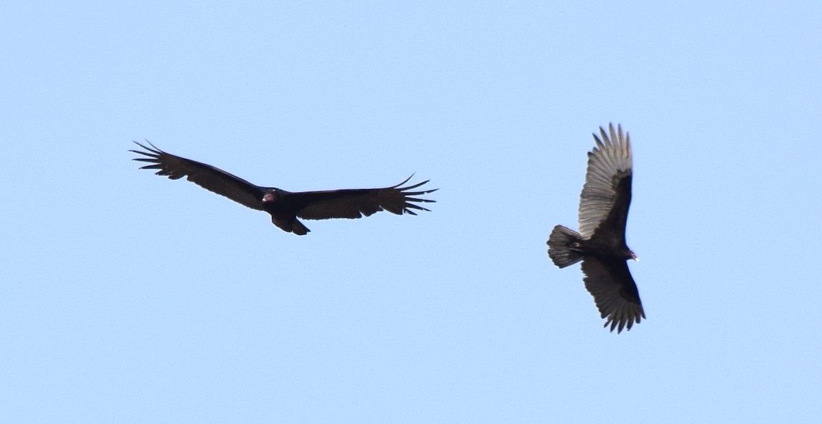 Turkey Vulture - Bill Uttenweiler