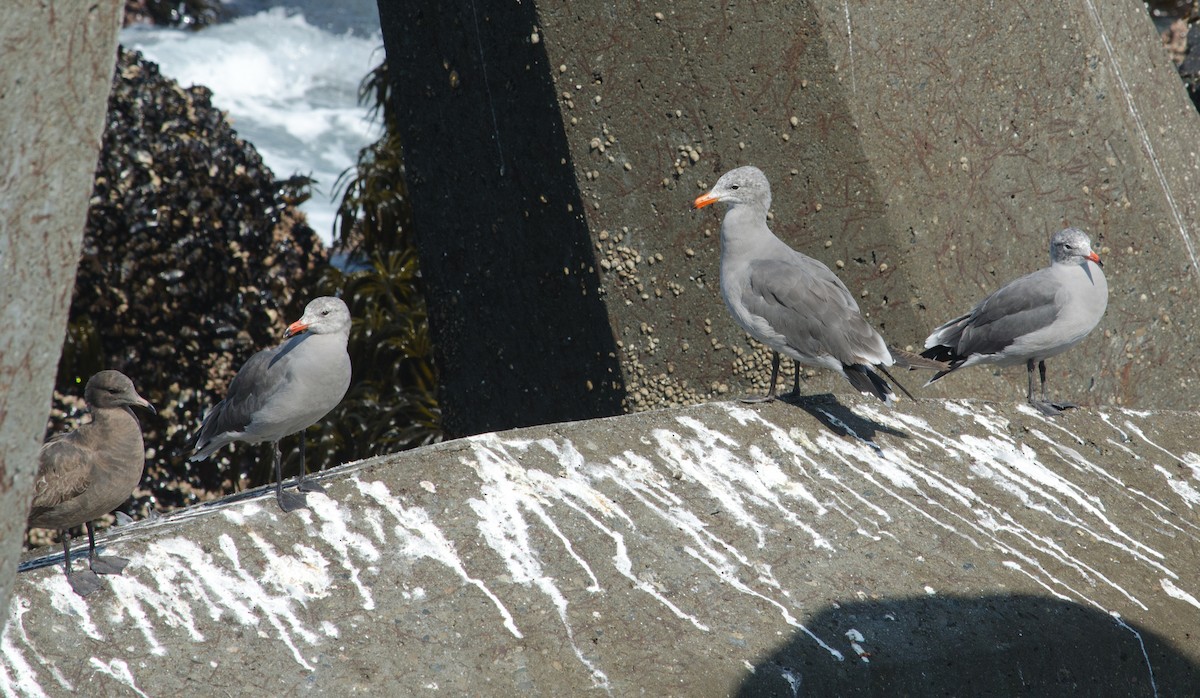 Heermann's Gull - ML615505180