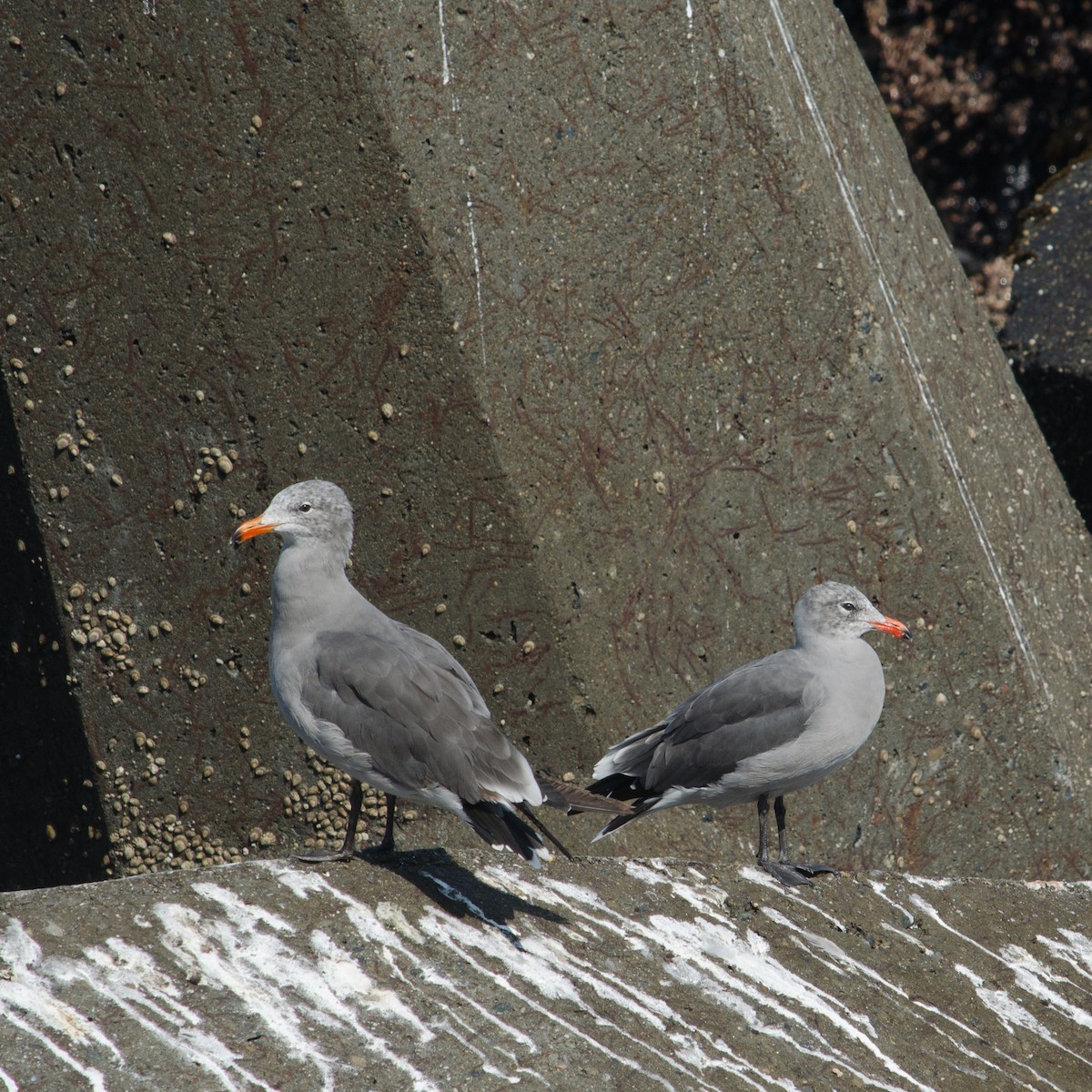 Heermann's Gull - ML615505183