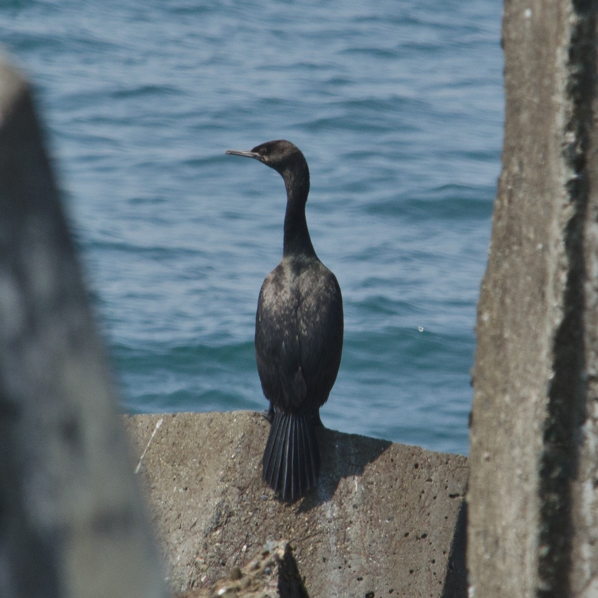 Pelagic Cormorant - ML615505200