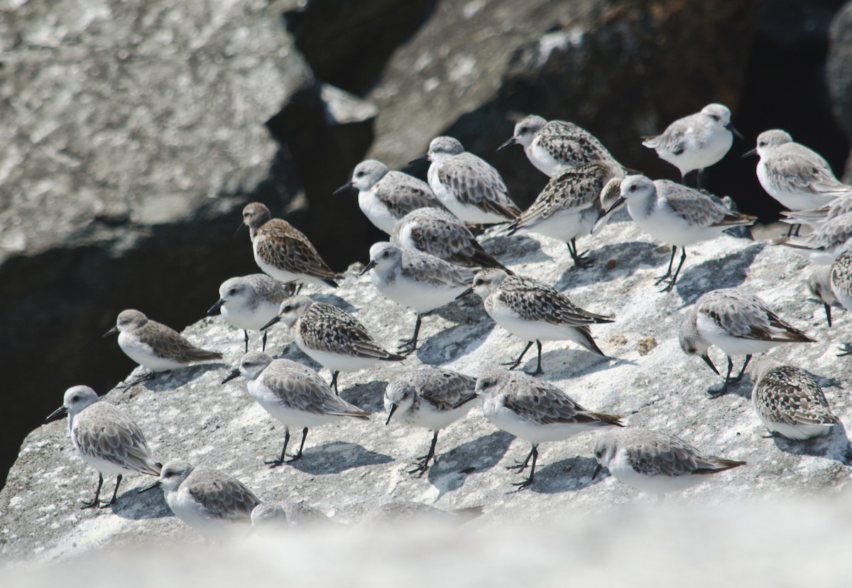 Bécasseau sanderling - ML615505209