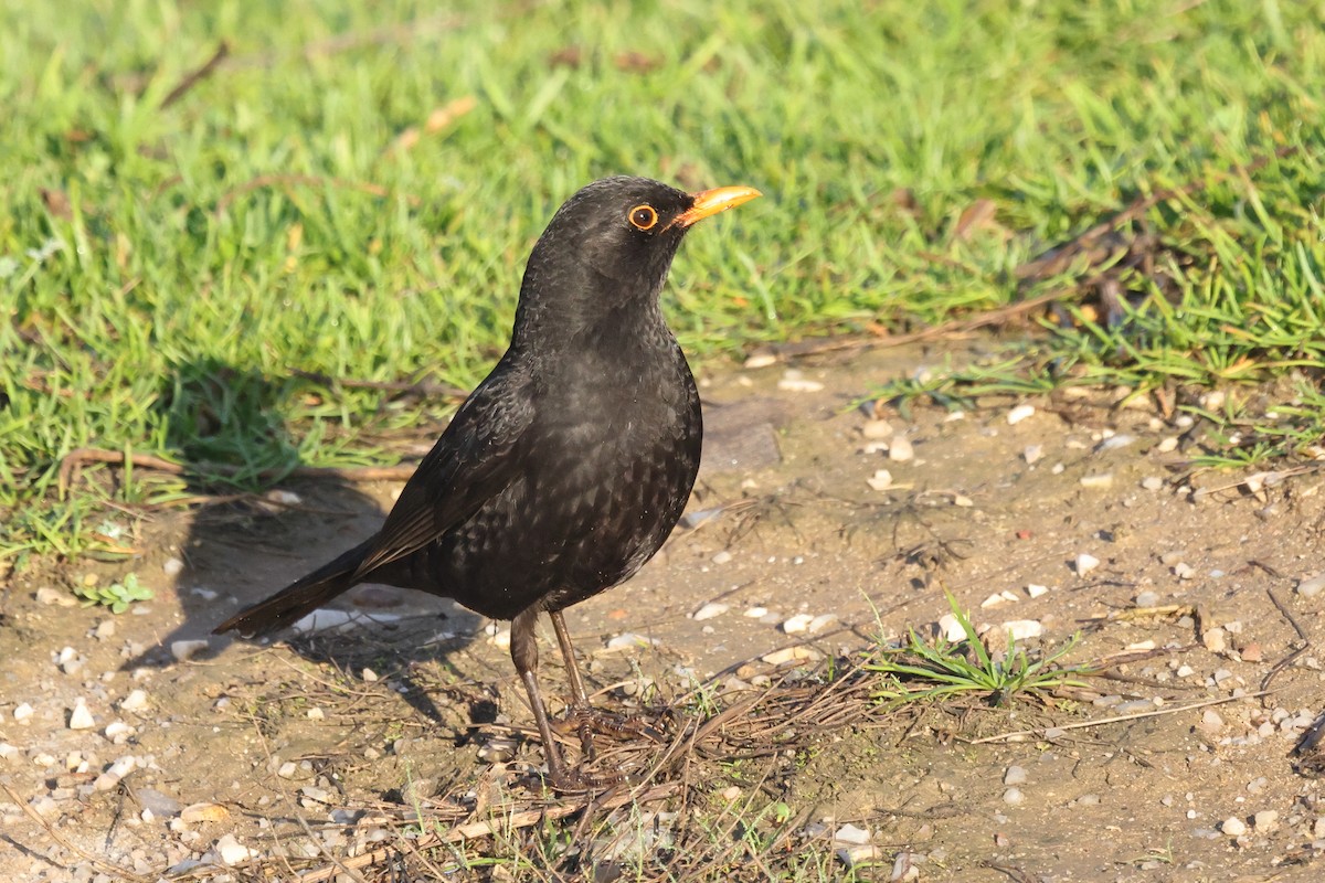 Eurasian Blackbird - Jose Leal