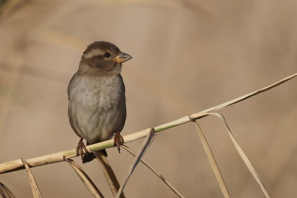 House Sparrow - Jose Leal