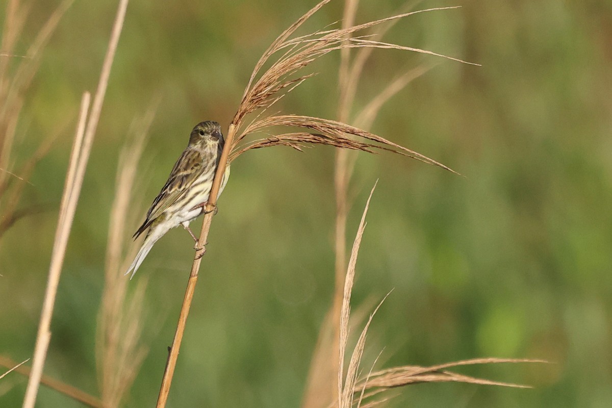 Eurasian Linnet - Jose Leal