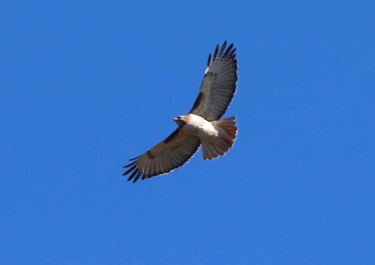 Red-tailed Hawk - ML615505381