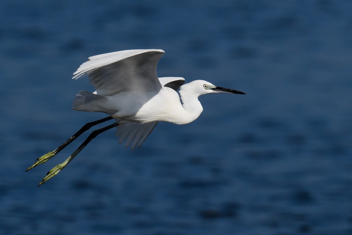 Little Egret - Maryse Neukomm