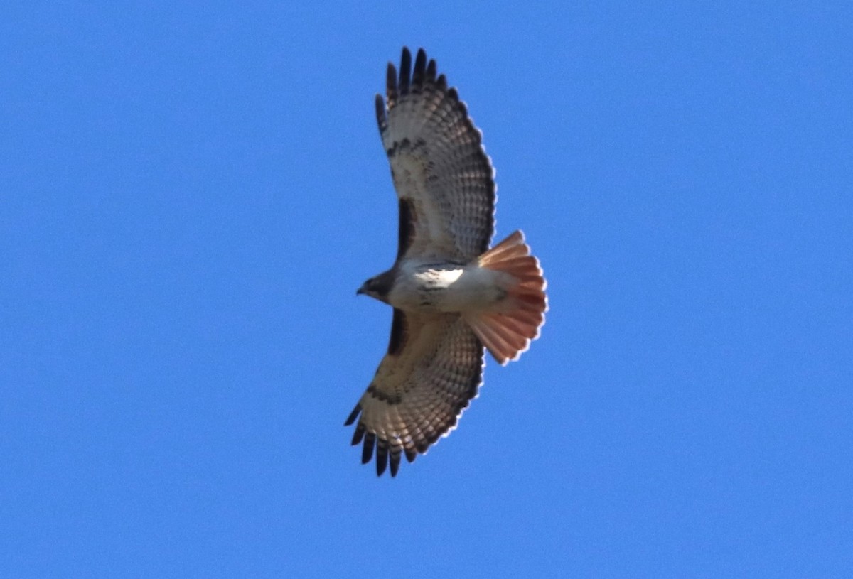 Red-tailed Hawk - ML615505383