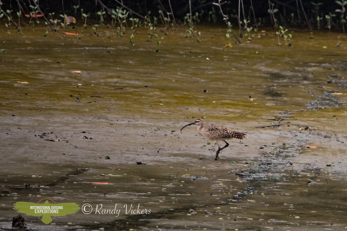 Whimbrel - ML615505489