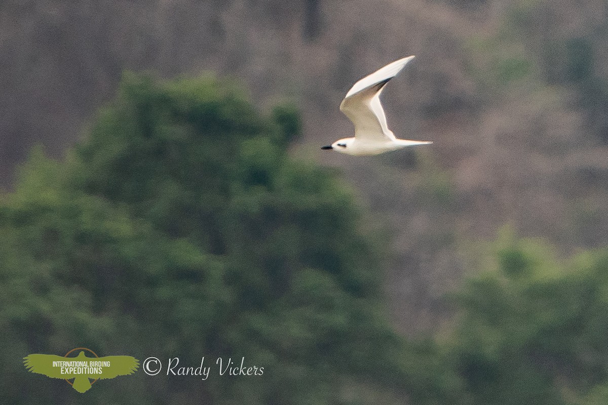 Gull-billed Tern - ML615505506