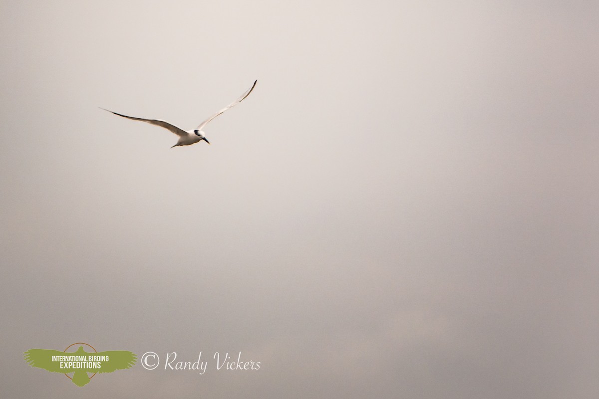 Sandwich Tern - ML615505511