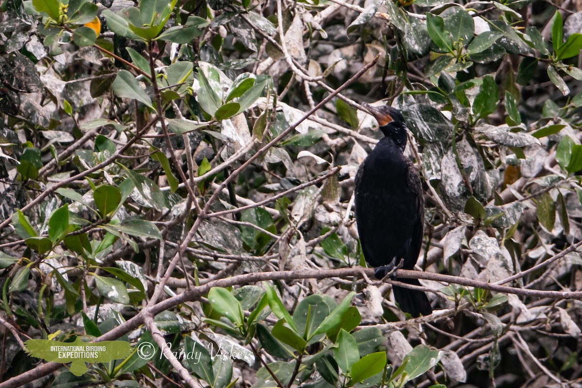 Neotropic Cormorant - ML615505520