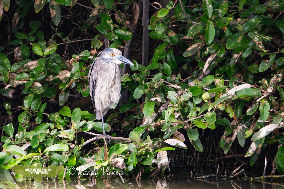 Yellow-crowned Night Heron - ML615505529