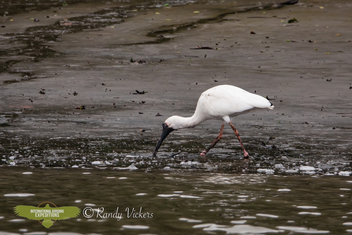 White Ibis - ML615505538