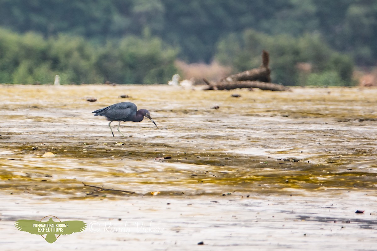 Little Blue Heron - ML615505541