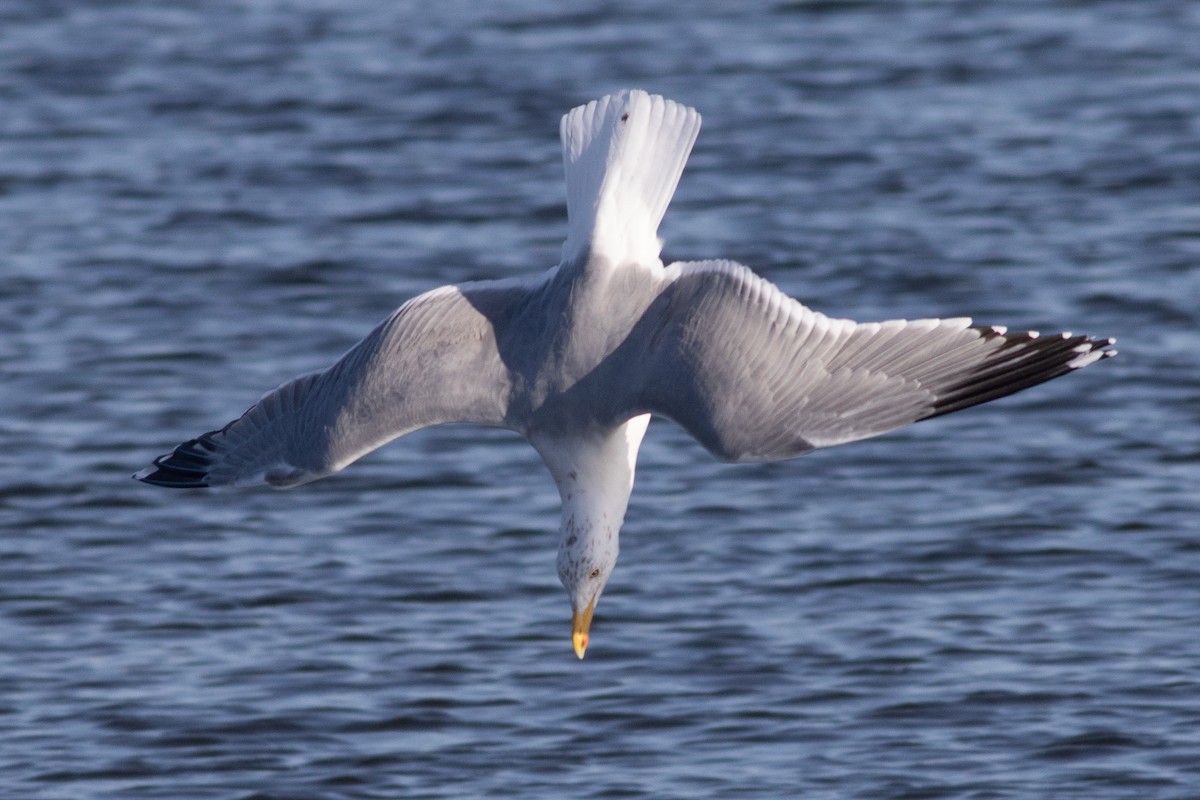 Herring Gull - Timothy Graves