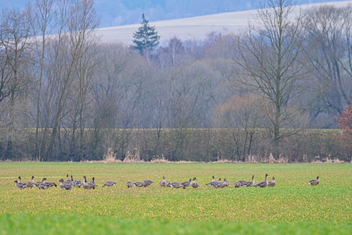 Tundra Bean-Goose - ML615505639