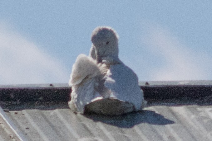 Glaucous Gull - ML615505661