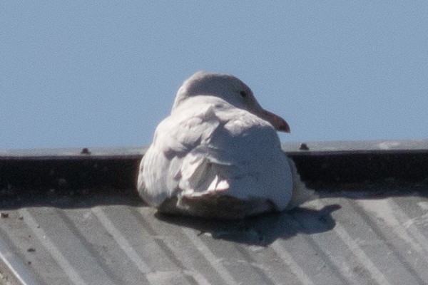 Glaucous Gull - ML615505663