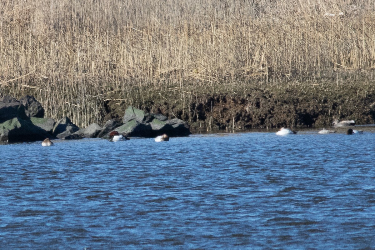 Canvasback - Timothy Graves