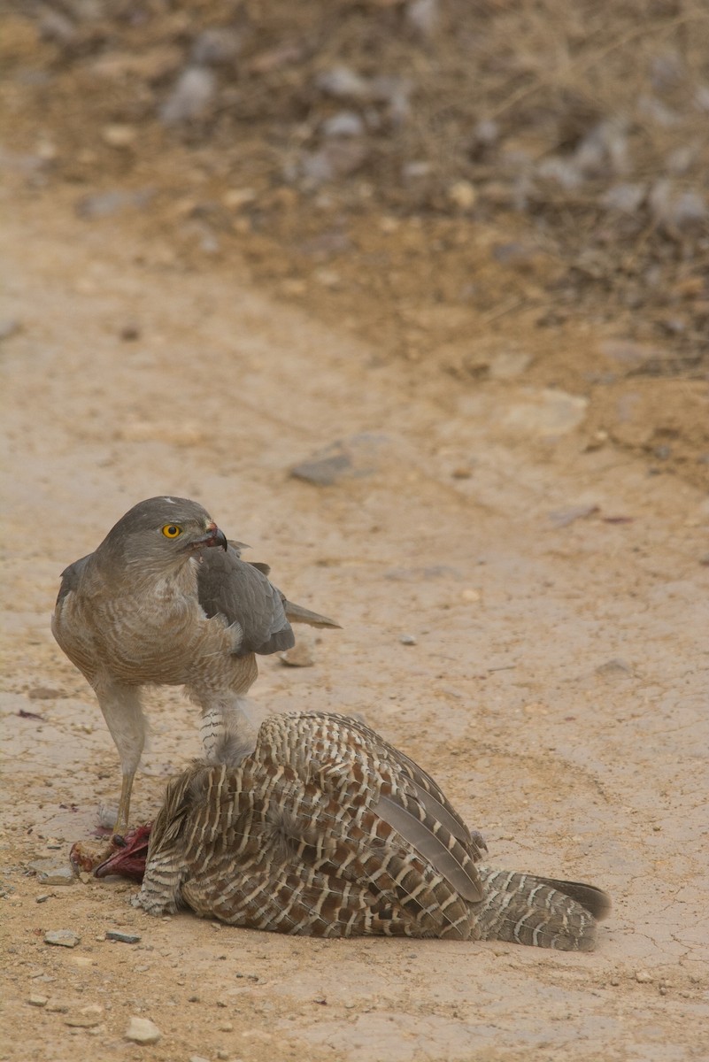 Jungle Bush-Quail - ML615505692