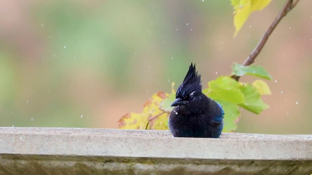 Steller's Jay - ML615505716