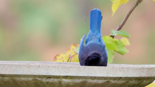 Steller's Jay - ML615505751