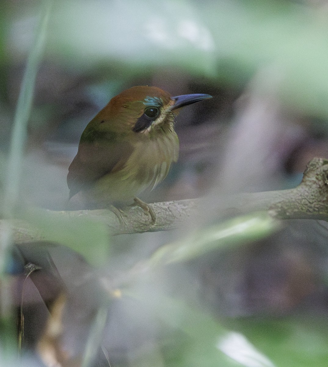 Tody Motmot - ML615505818