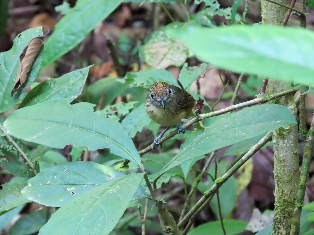 Spot-crowned Antvireo - ML615505827