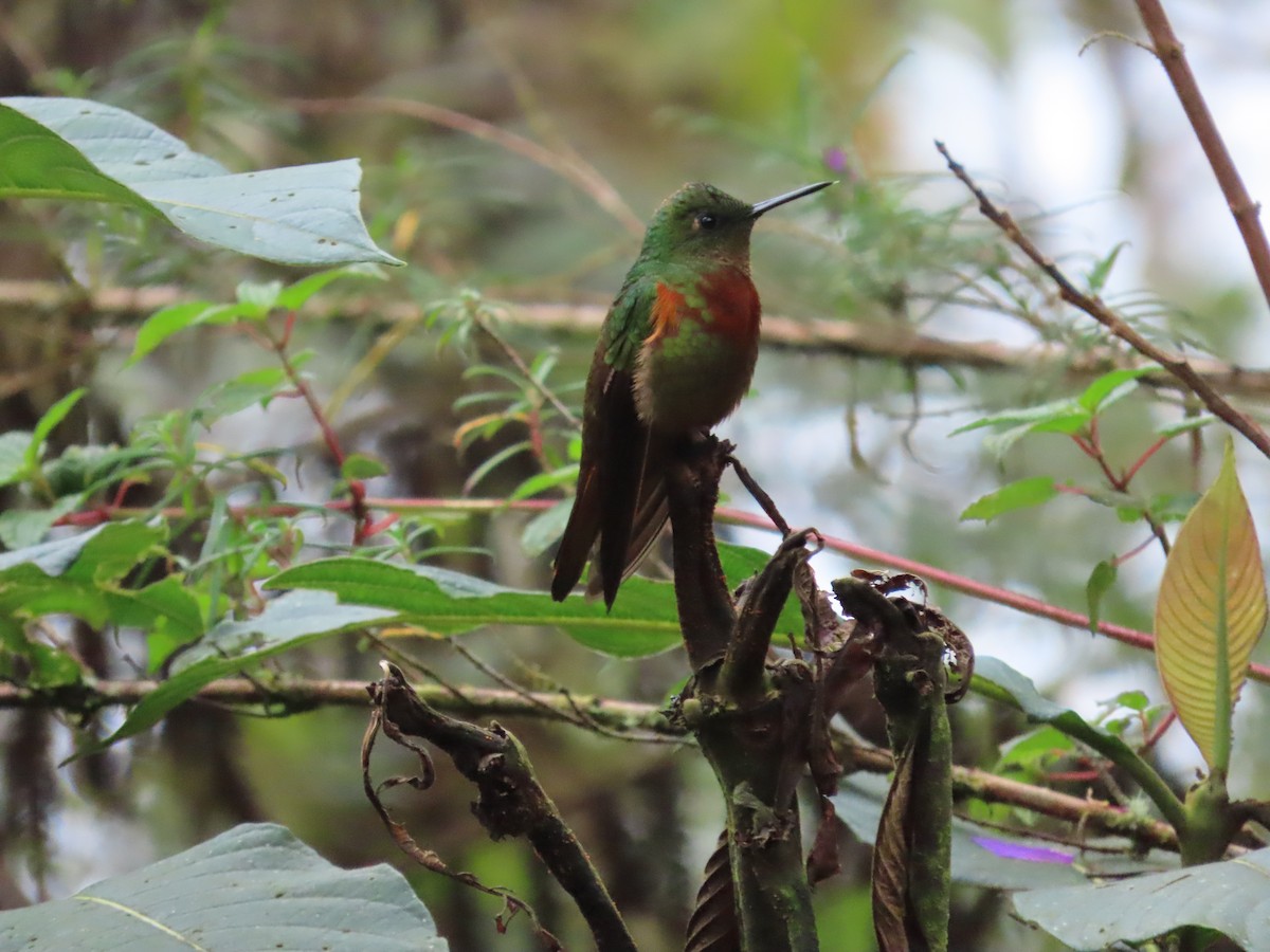 kolibřík peruánský - ML615505861