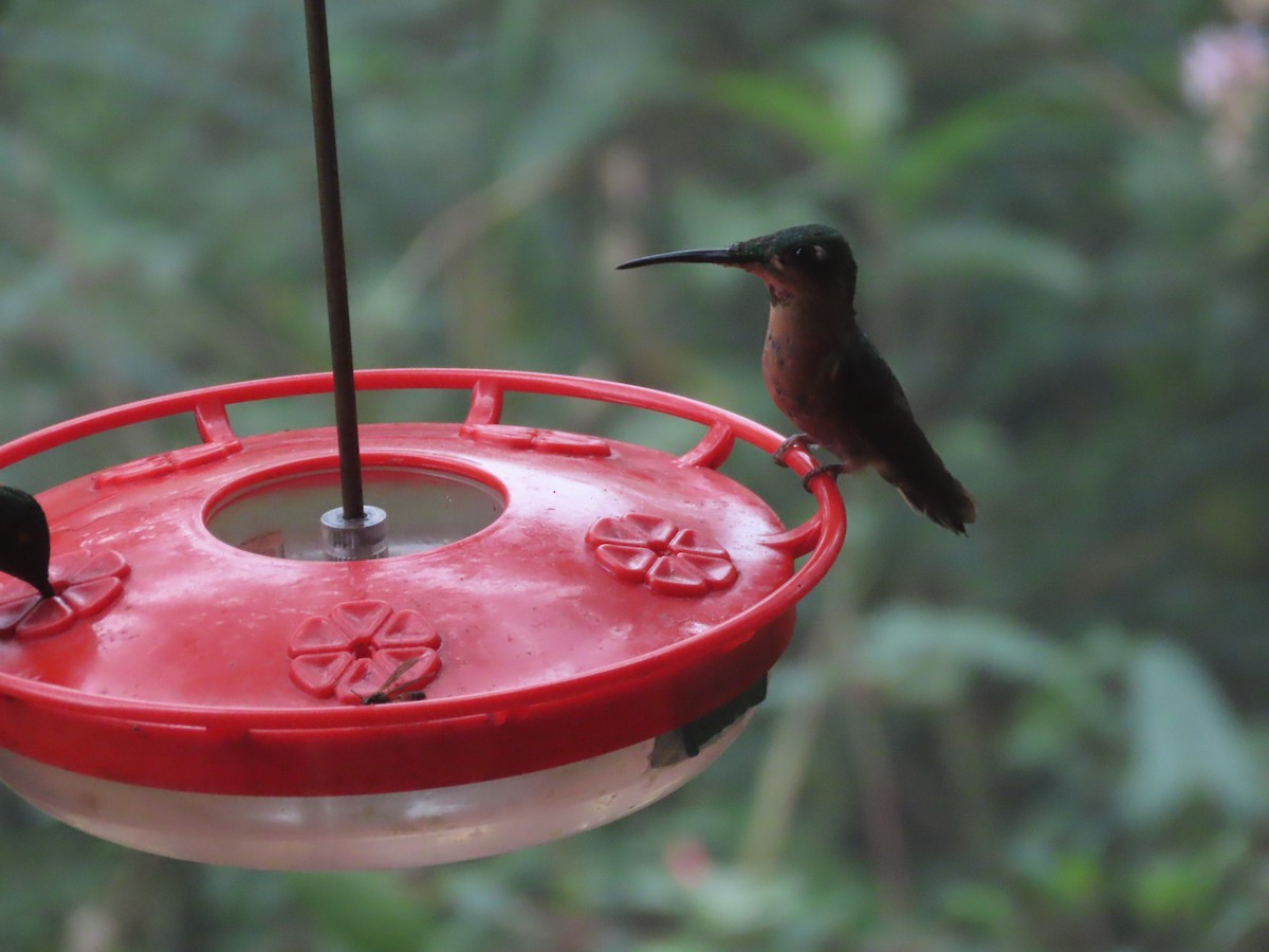 kolibřík hnědobřichý - ML615505937