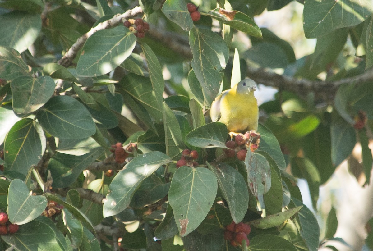 Yellow-footed Green-Pigeon - ML615505940