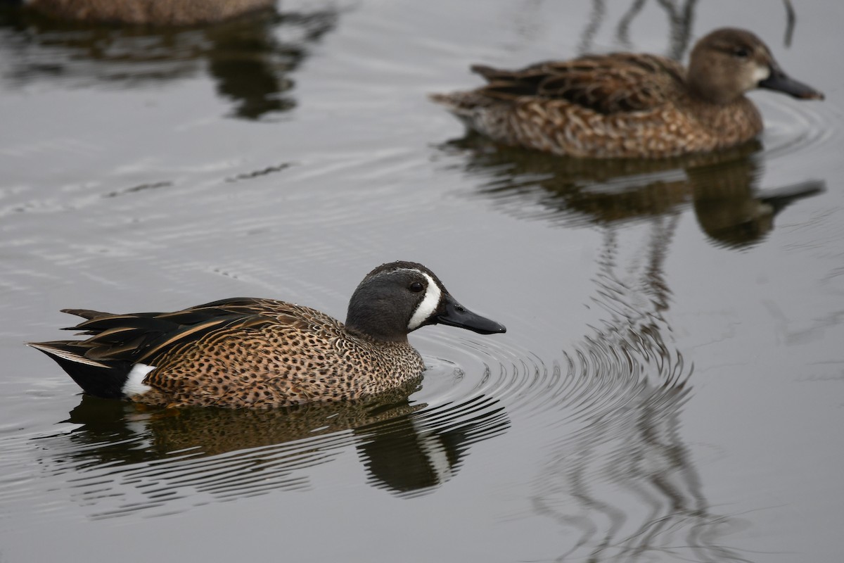 Blue-winged Teal - ML615505948