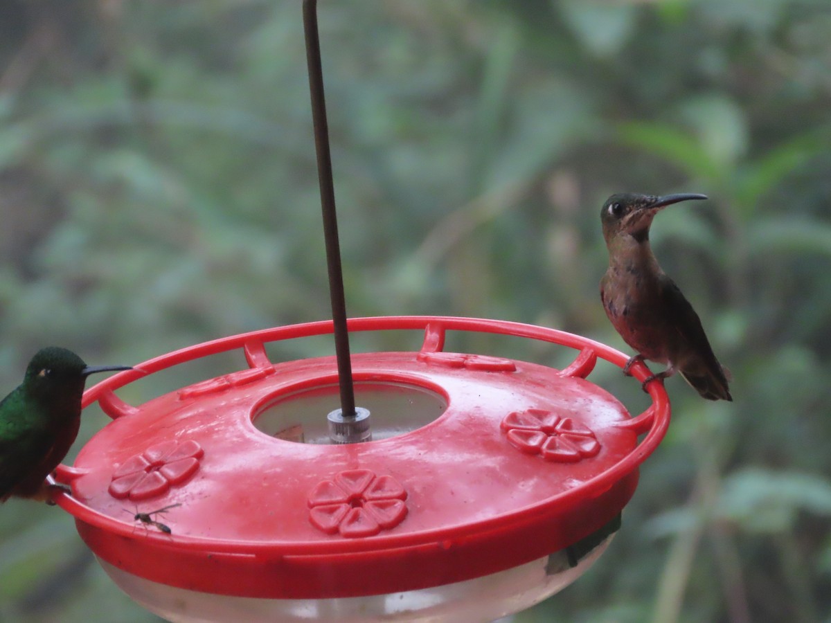 kolibřík hnědobřichý - ML615505955
