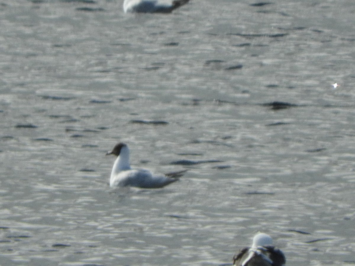 Black-headed Gull - ML615505973