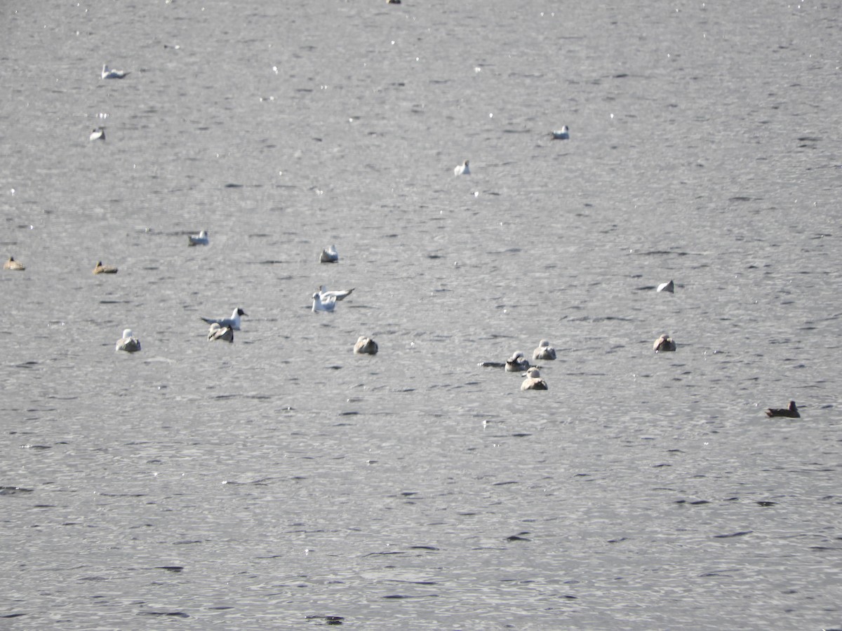 Black-headed Gull - ML615505974