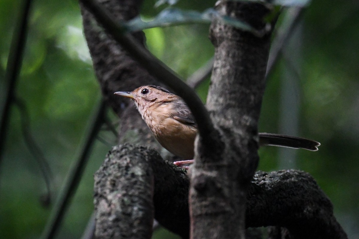 Brown-capped Babbler - Maryse Neukomm