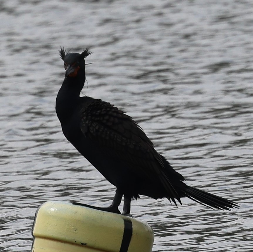 Double-crested Cormorant - ML615506029