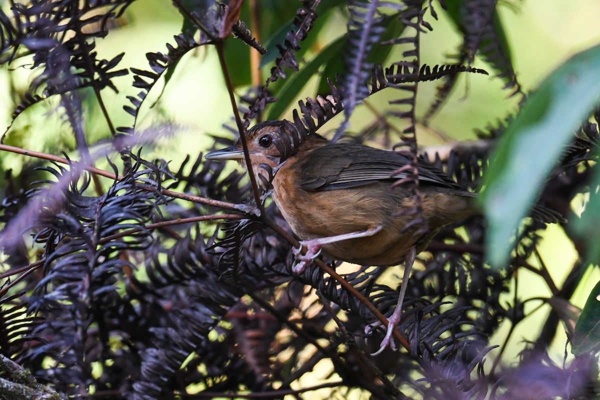 Brown-capped Babbler - ML615506066