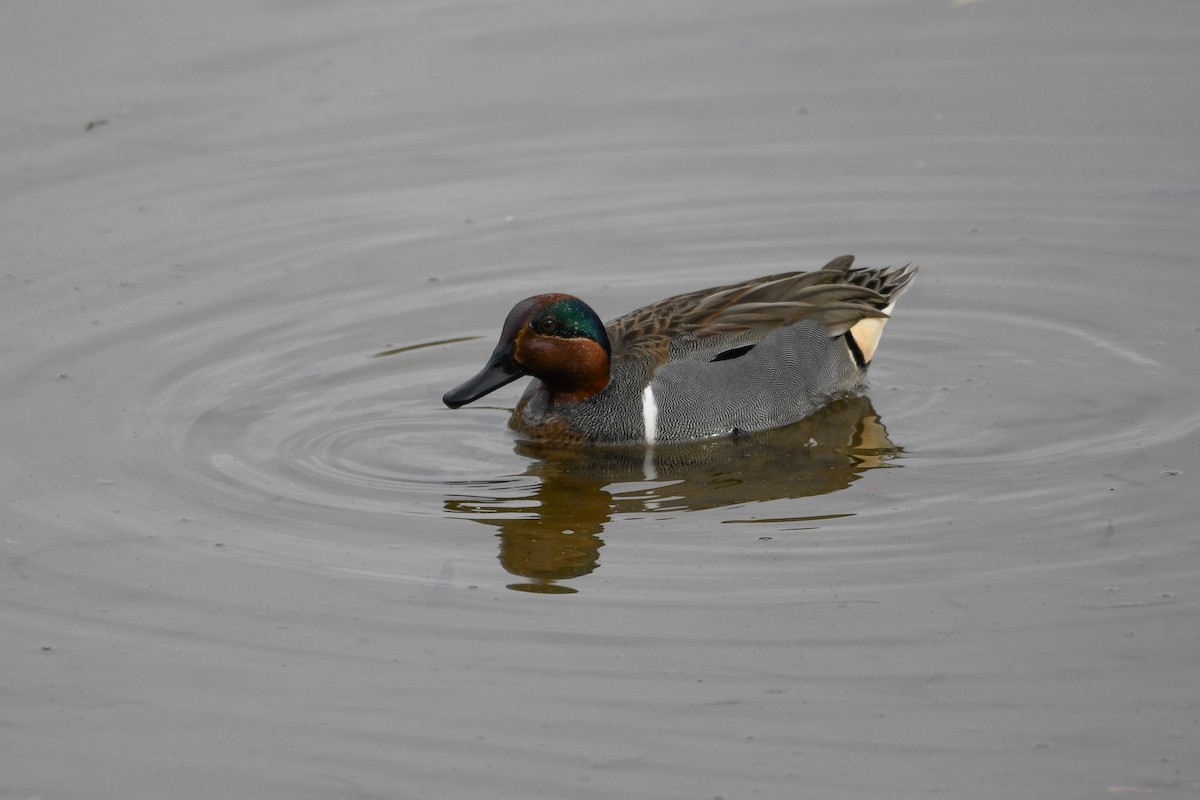 Green-winged Teal - ML615506075