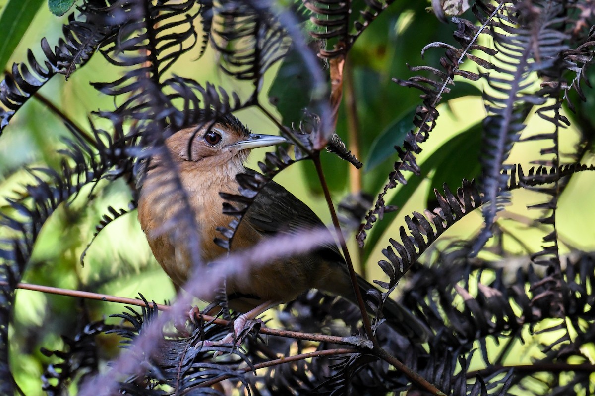 Brown-capped Babbler - ML615506077