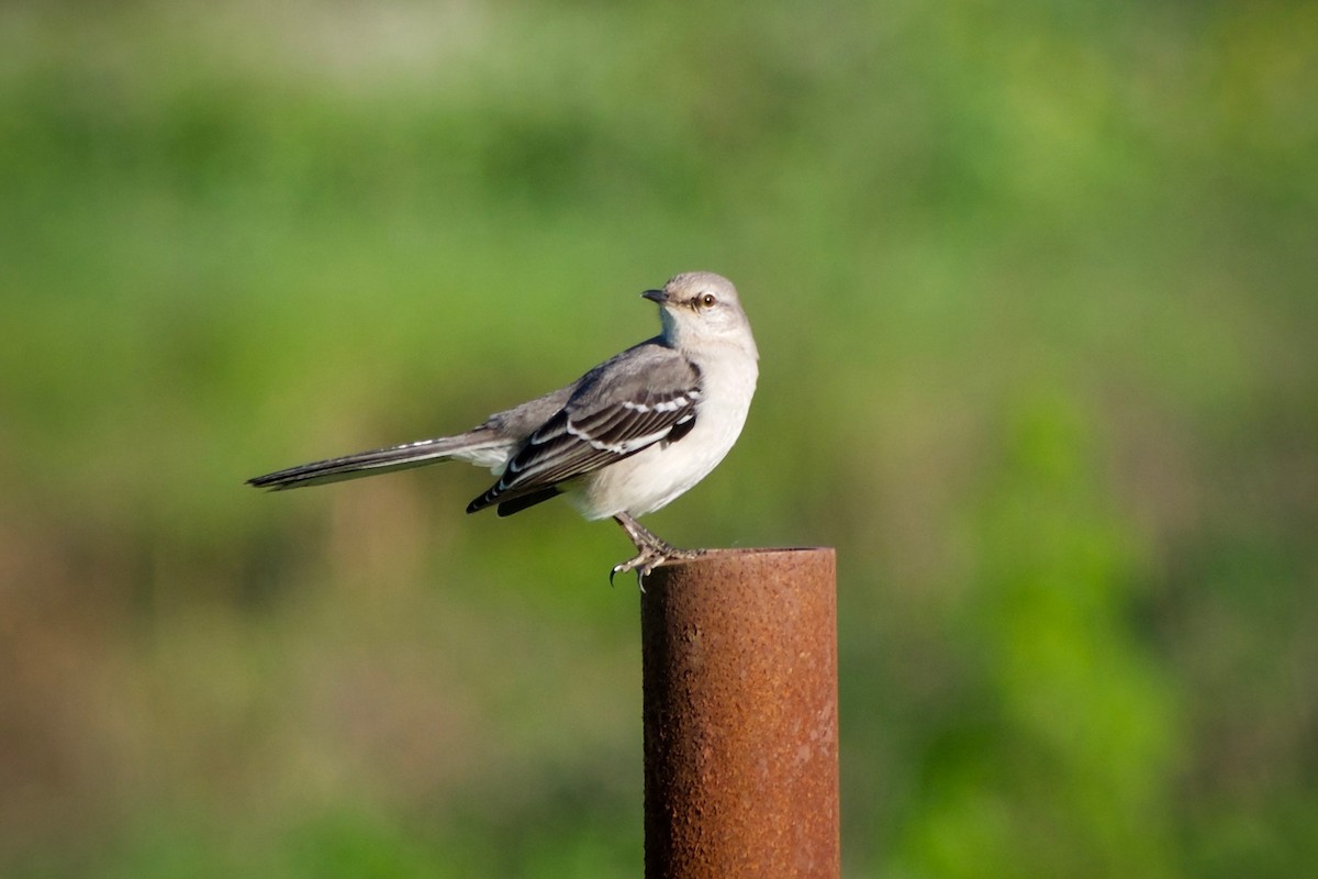 Northern Mockingbird - Richard Bradus