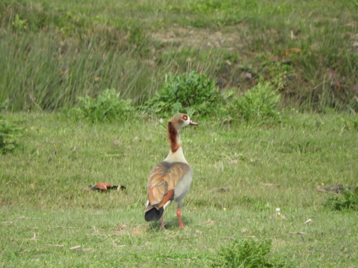 Egyptian Goose - ML615506087