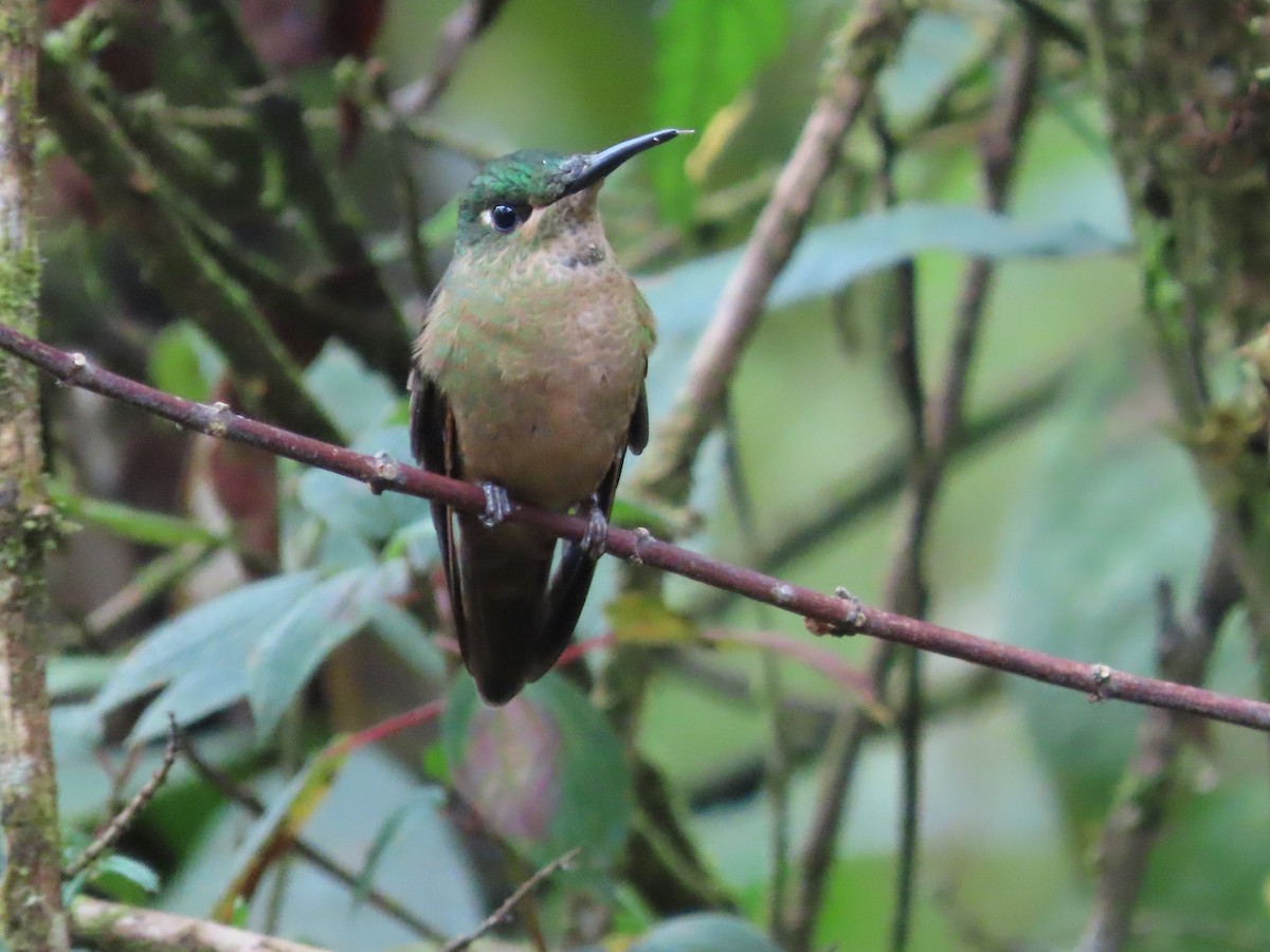 kolibřík hnědobřichý - ML615506089