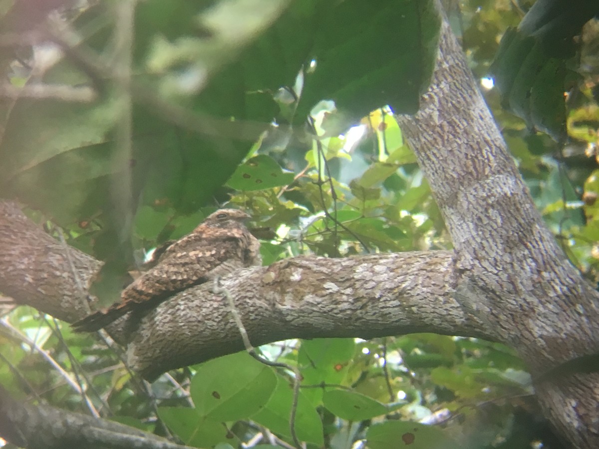 Pennant-winged Nightjar - ML615506100