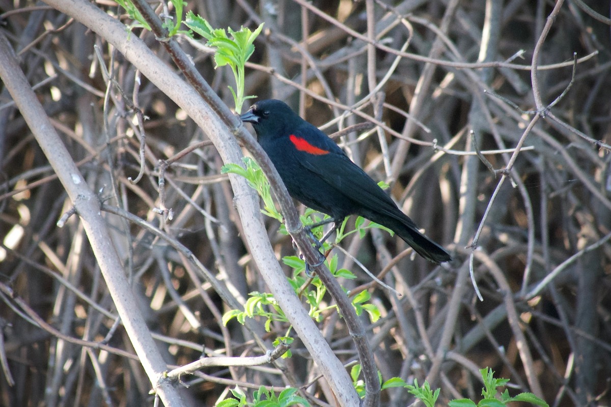 Red-winged Blackbird - Richard Bradus