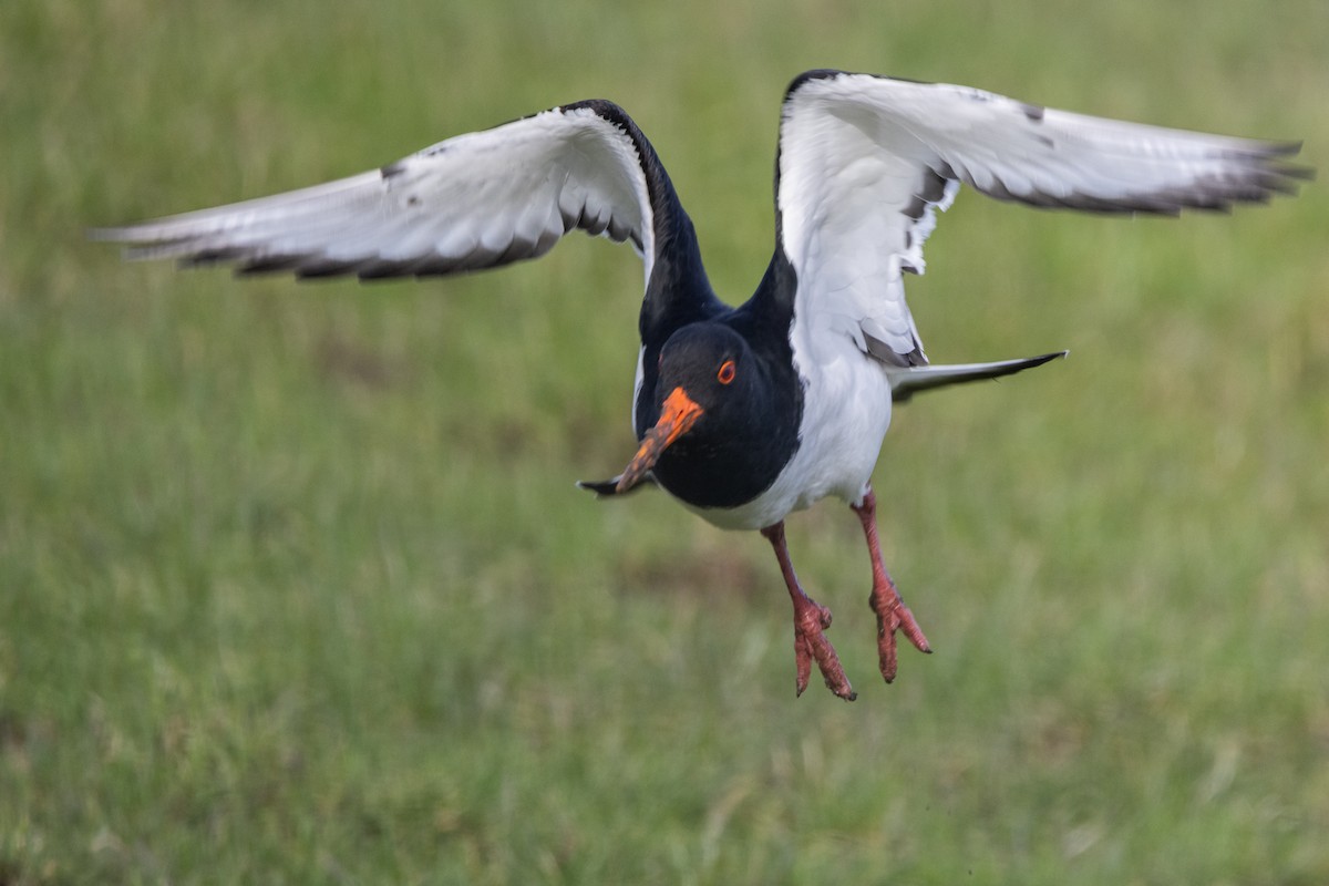 Eurasian Oystercatcher - Natasha Hadfield