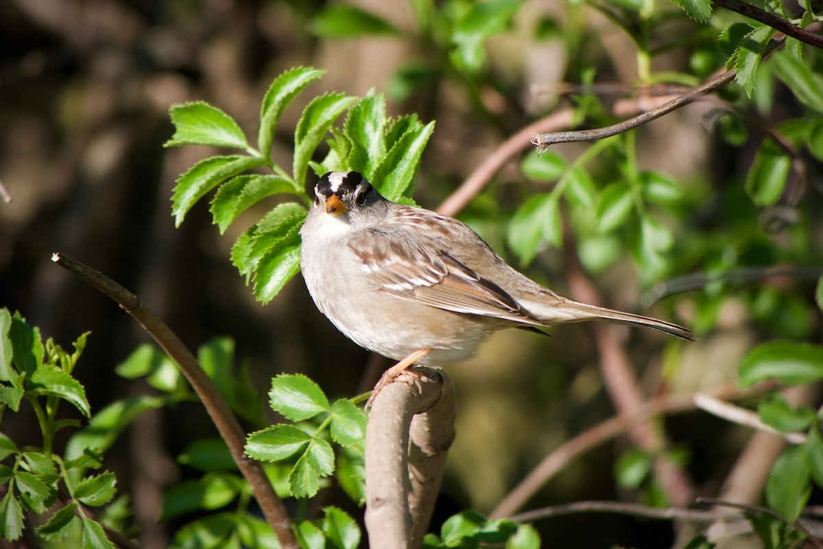 White-crowned Sparrow - Richard Bradus